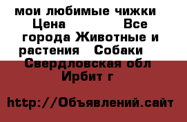 мои любимые чижки › Цена ­ 15 000 - Все города Животные и растения » Собаки   . Свердловская обл.,Ирбит г.